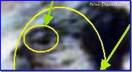 impacto y animal_2 impacto y animal_2